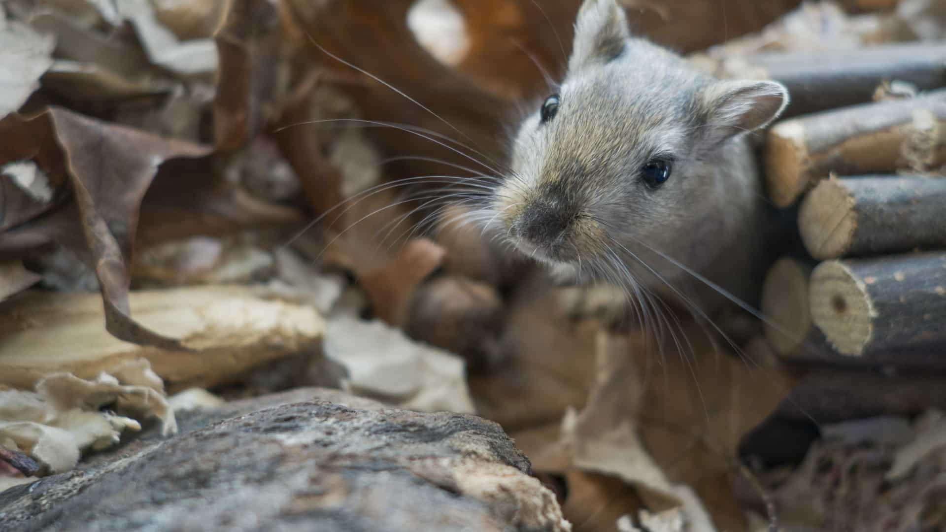 Quels sont les meilleurs moyens pour éliminer les rongeurs à Vitry-sur-Seine ?